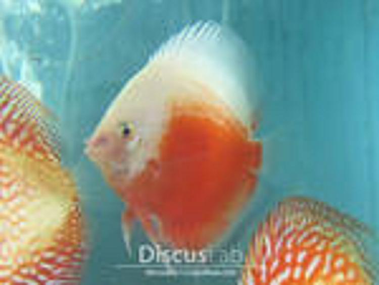 Ikan discus