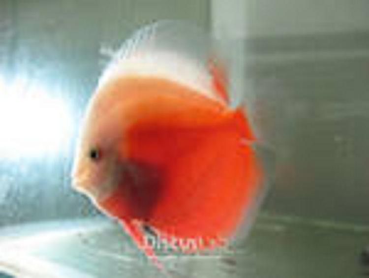 Ikan discus