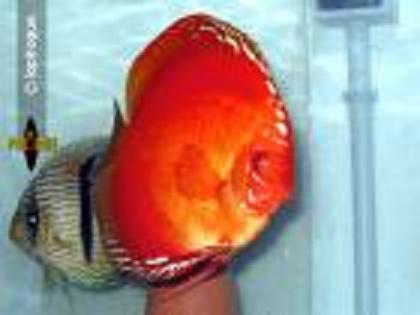 Ikan discus