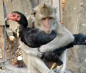test gan