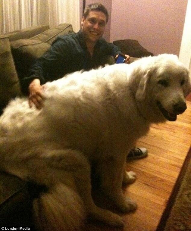 anjing anjing berukuran raksasa yg dipelihara manusia