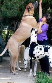 anjing anjing berukuran raksasa yg dipelihara manusia