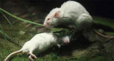 Mengharukan: Tikus ini Menolong Teman yang Dimangsa Ular