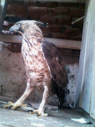 Mountain Hawk Eagle (MHE)