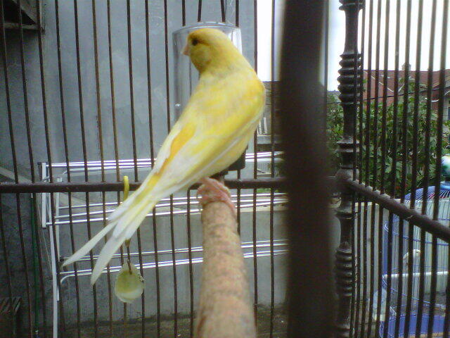Jual kenari jantan F1ys bon hijau dan kenari lokal kuning stabilo