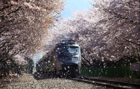 Berbagai Tempat untuk Menyaksikan Bunga Sakura