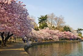 Berbagai Tempat untuk Menyaksikan Bunga Sakura