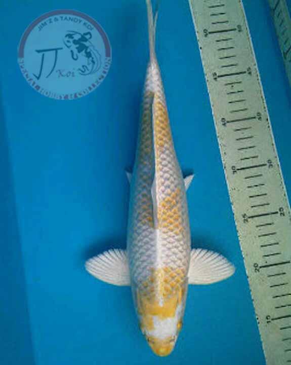 special Koi , hobby & collection