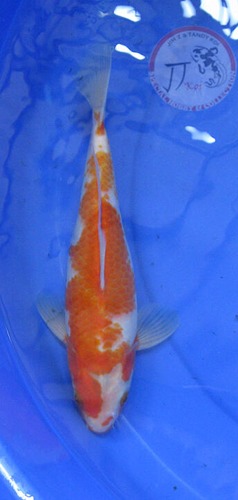 special Koi , hobby & collection