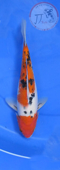 special Koi , hobby & collection