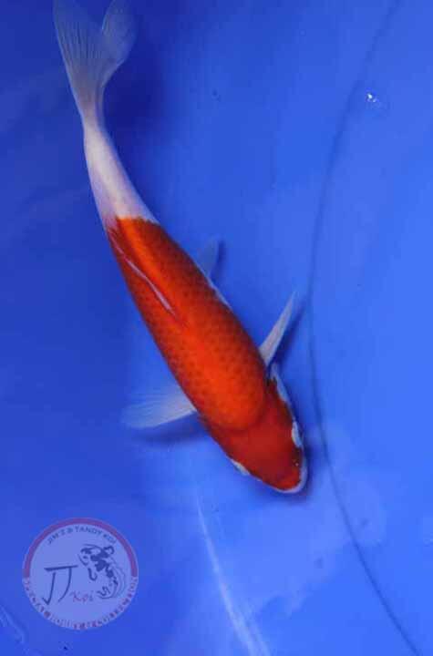special Koi , hobby & collection