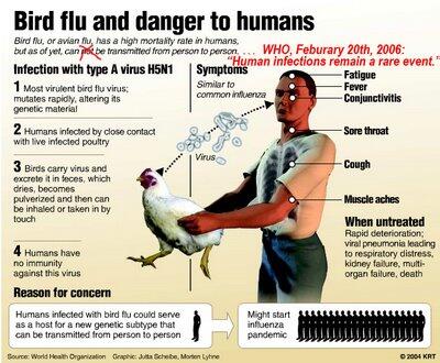 Flu Burung Baru Mampu Beradaptasi degan Manusia