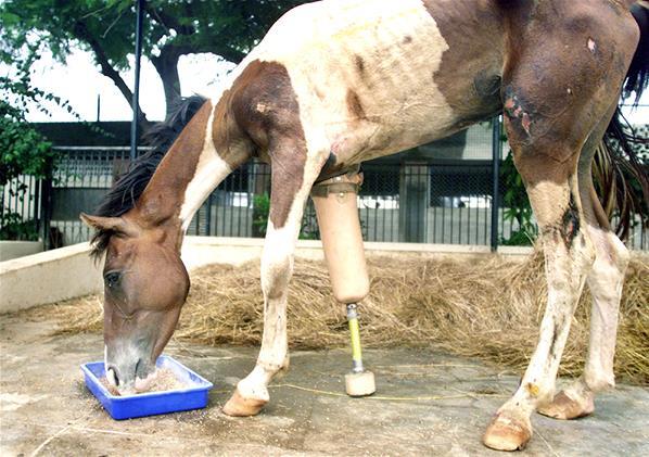 Hewan yang Hidup dengan Kaki Palsu