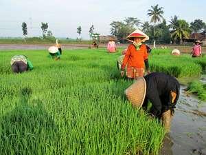 Wajah Ramah Asli Orang Indonesia di Karawang