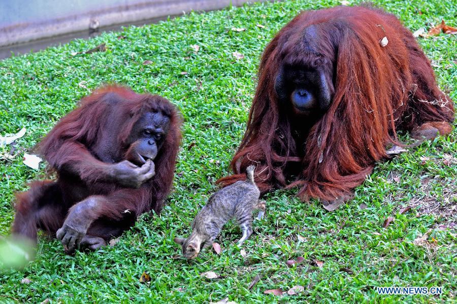 &#91;Love Indonesia&#93; Ini loh gan 5 Kebun Binatang Terbaik Di Indonesia 