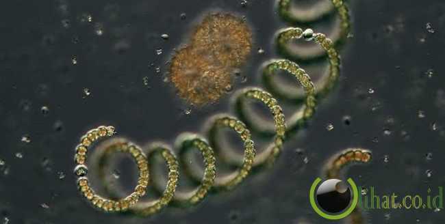 10 Monster ini bisa Ditemukan di Dalam Air Minum