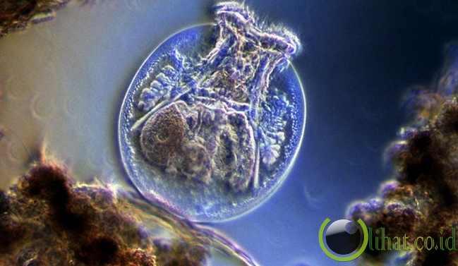 10 Monster ini bisa Ditemukan di Dalam Air Minum