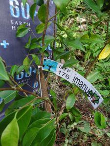 &#91;FR&#93; Adopsi pohon &quot;Baby Tree Friend&quot; Forum Greenlifestyle
