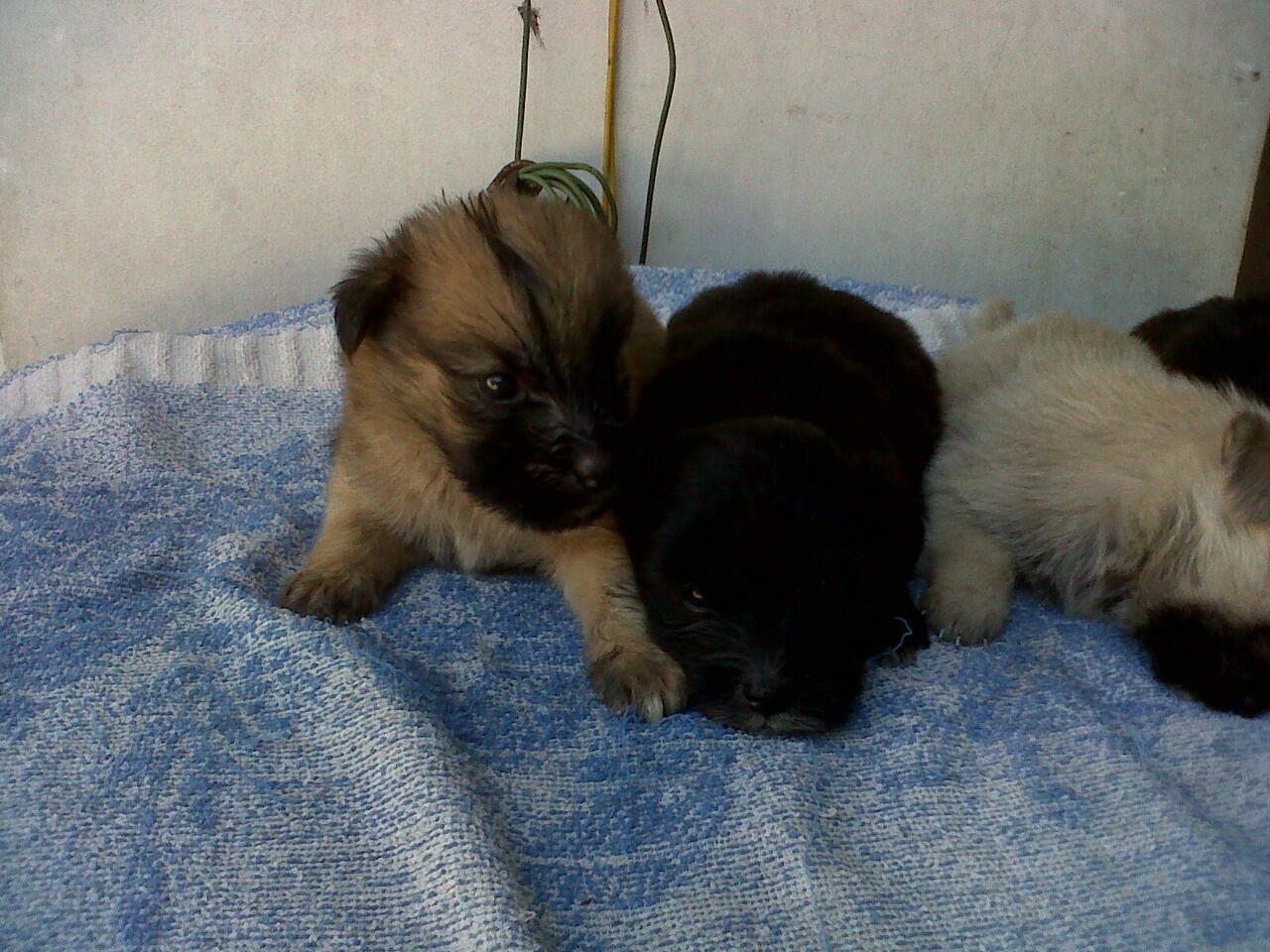 Terjual Jual Anjing Anakan Golden Kancil Loc Surabaya Kaskus