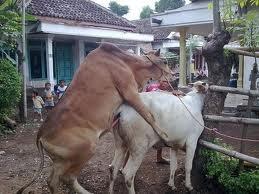 Masup Gan,Beberapa Bentuk Binatang Kalau Lagi Kawin alias Lagi Kimpoi!!!!!