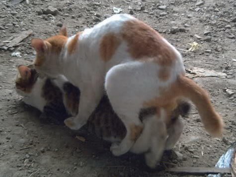 Masup Gan,Beberapa Bentuk Binatang Kalau Lagi Kawin alias Lagi Kimpoi!!!!!