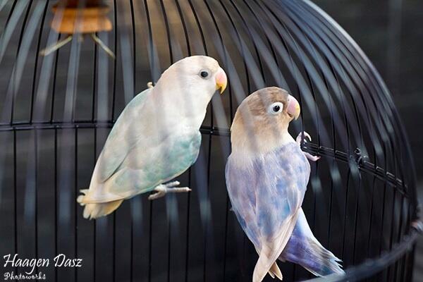 Lovebird Pastel  Ungu 