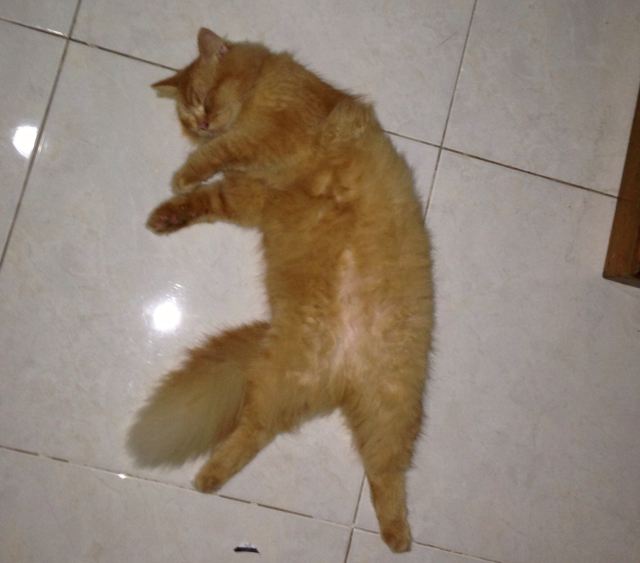 Tingkah Laku Kucing Ane