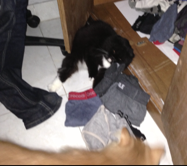 Tingkah Laku Kucing Ane