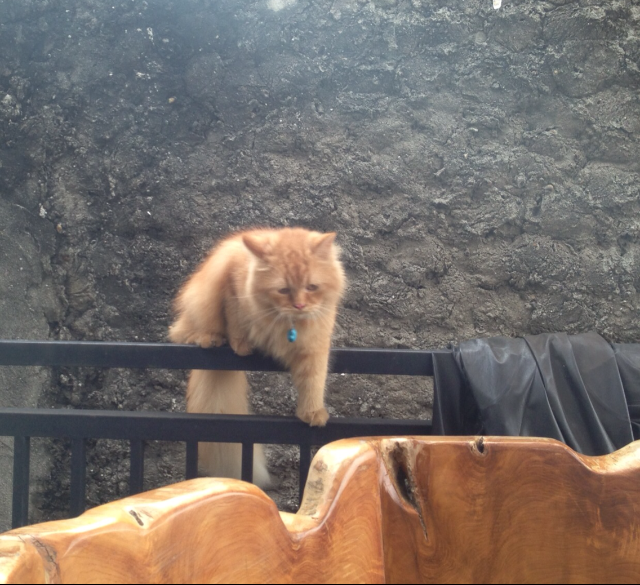 Tingkah Laku Kucing Ane