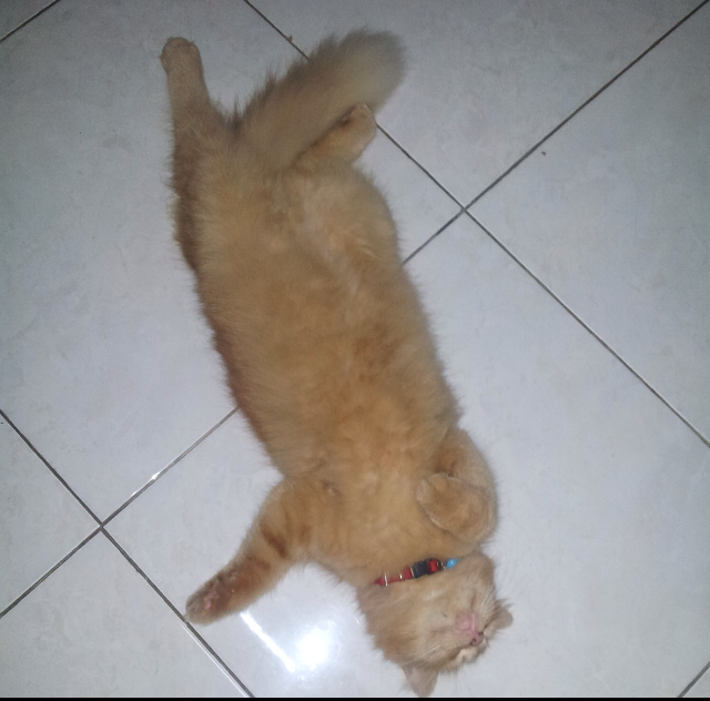 Tingkah Laku Kucing Ane