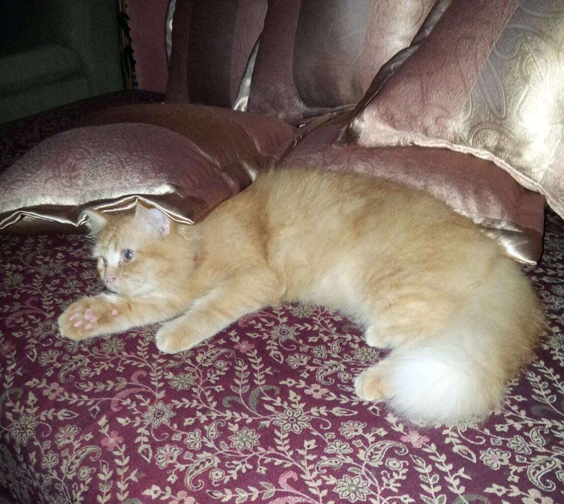 Tingkah Laku Kucing Ane