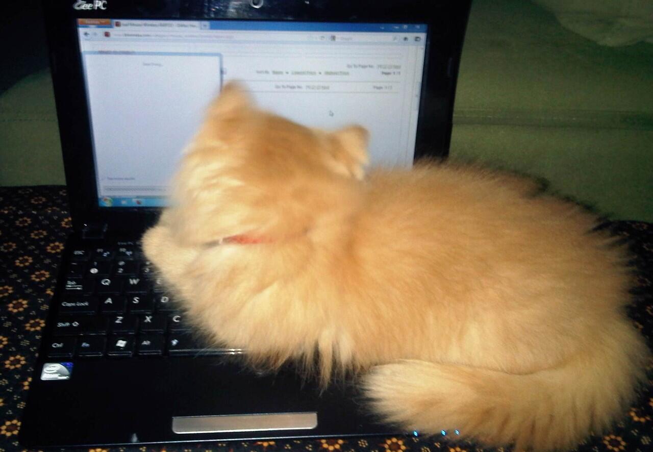 Tingkah Laku Kucing Ane