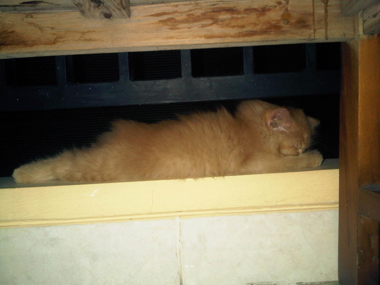 Tingkah Laku Kucing Ane