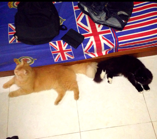 Tingkah Laku Kucing Ane