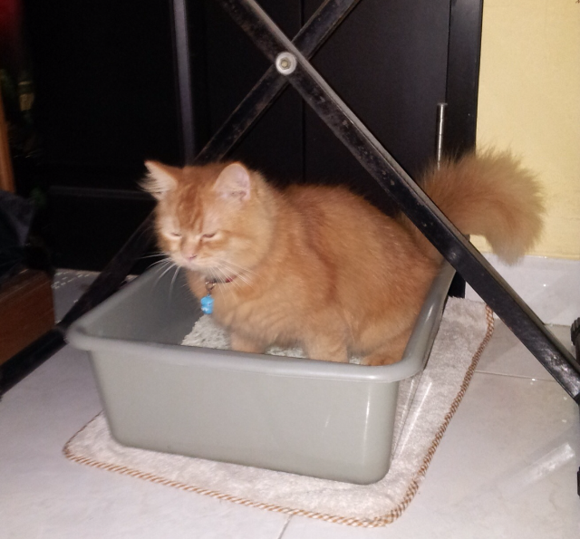 Tingkah Laku Kucing Ane