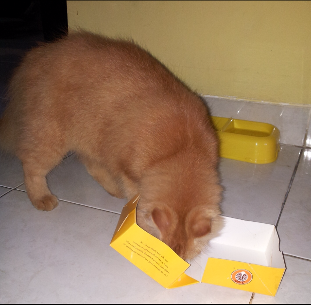 Tingkah Laku Kucing Ane