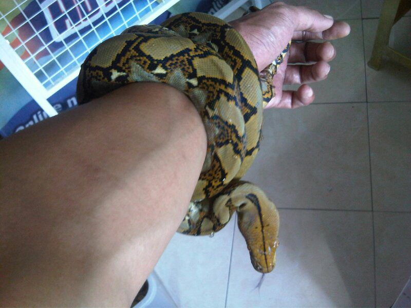 retic semi stripe, retic yh borongan