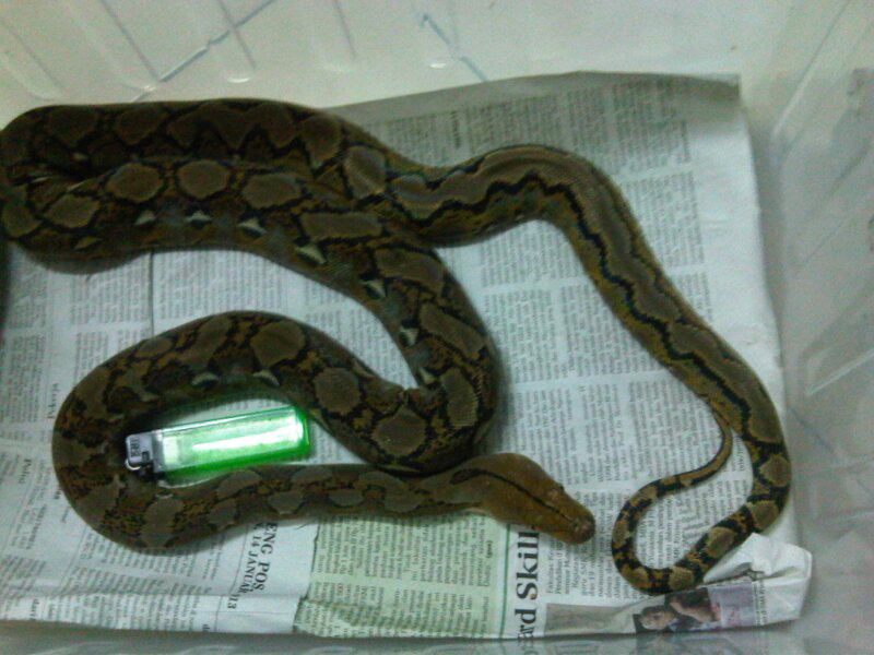 retic semi stripe, retic yh borongan