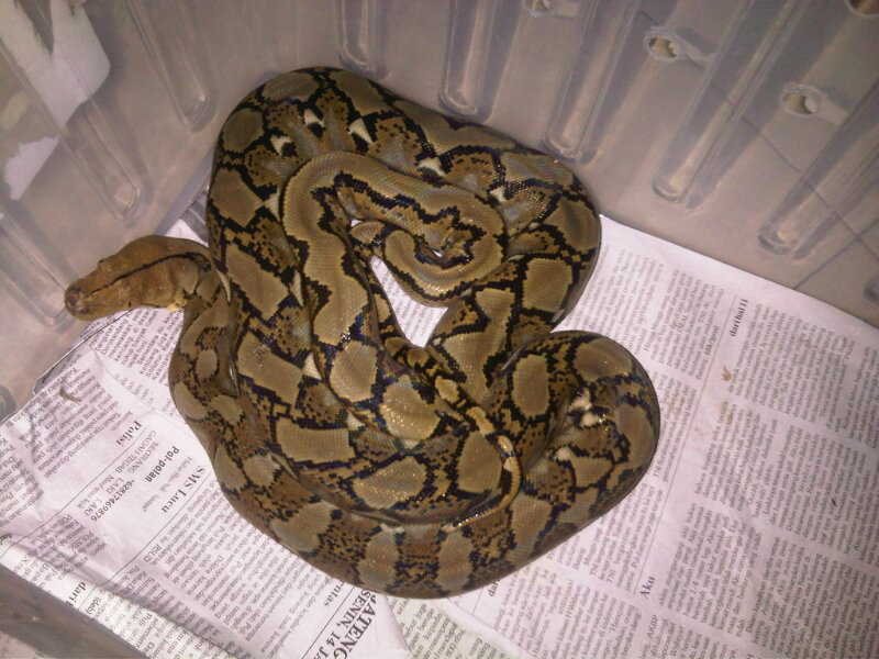 retic semi stripe, retic yh borongan