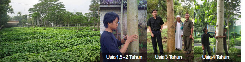 &#91;SHARE&#93; SERBA - SERBI POHON JABON