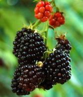 (HOT) sejarah/asal mula HP BlackBerry gan