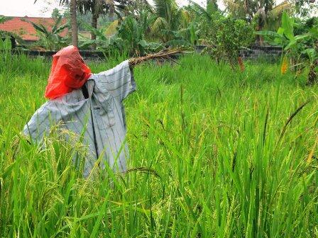 Lelakut, Hantu Sawah dari Bali