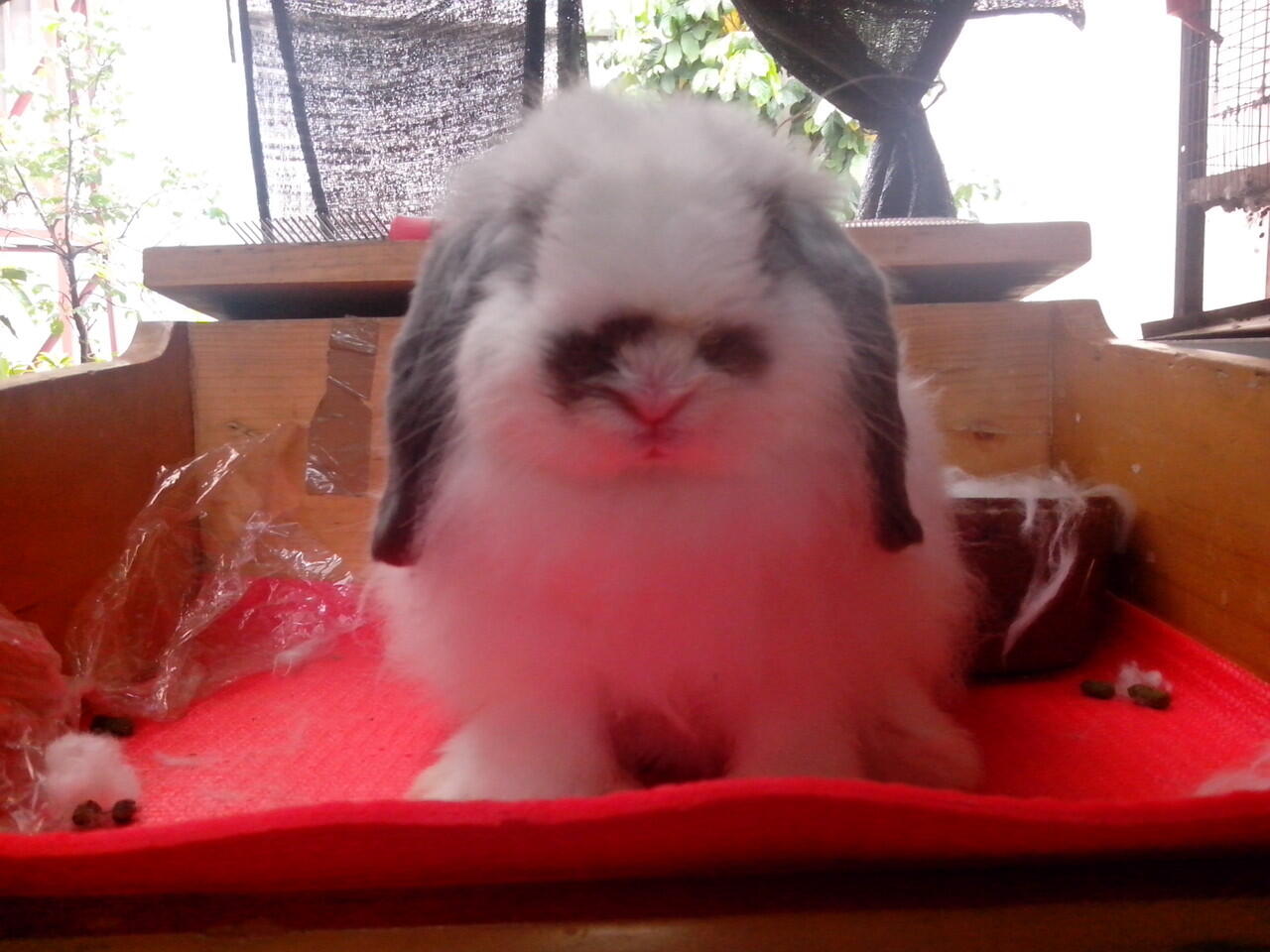 kelinci holand lop dan fuzzy holand