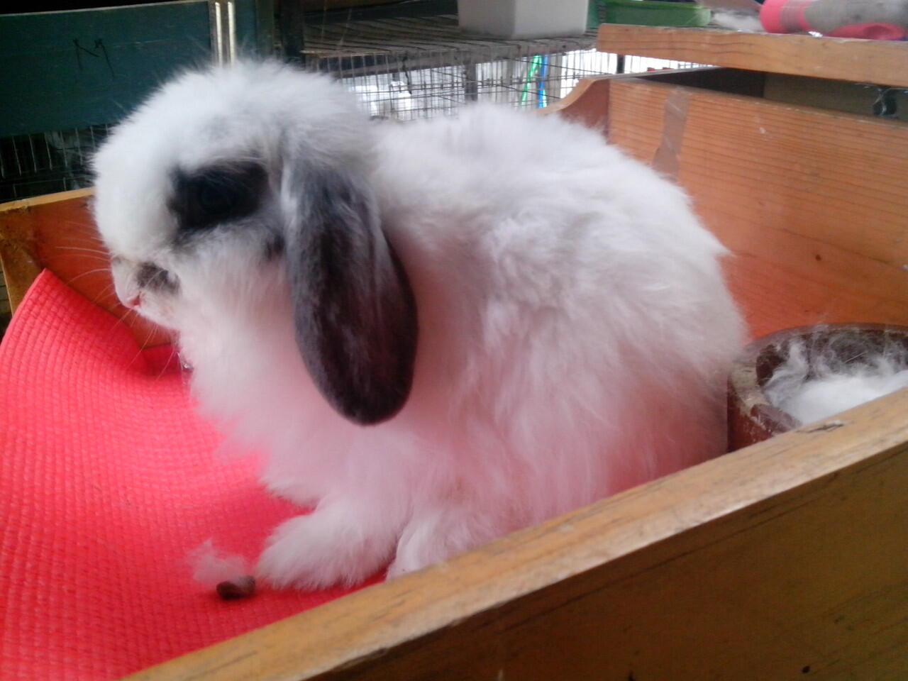 kelinci holand lop dan fuzzy holand