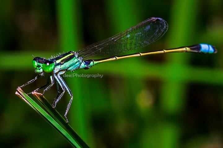 Yang suka foto-foto MACRO masup ! Share karya temen ane gan . ga akan nyesel ! 