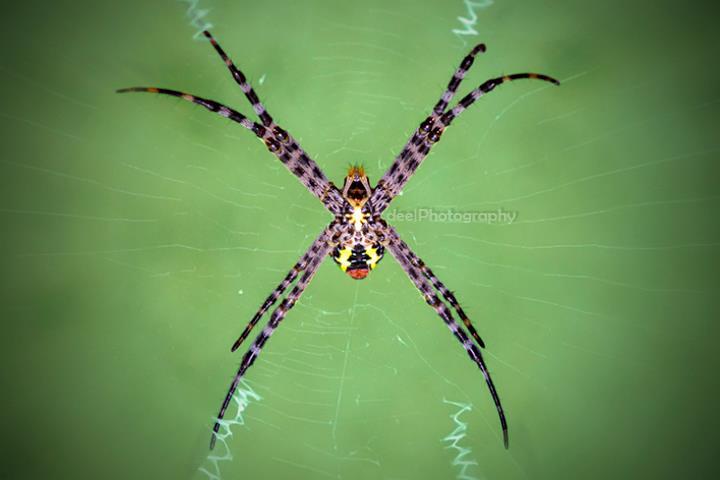 Yang suka foto-foto MACRO masup ! Share karya temen ane gan . ga akan nyesel ! 