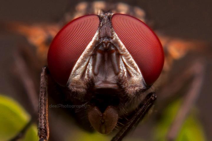 Yang suka foto-foto MACRO masup ! Share karya temen ane gan . ga akan nyesel ! 