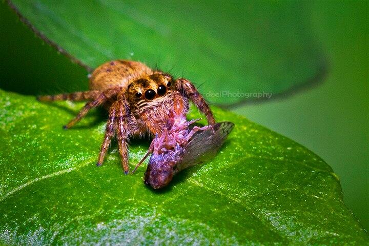 Yang suka foto-foto MACRO masup ! Share karya temen ane gan . ga akan nyesel ! 