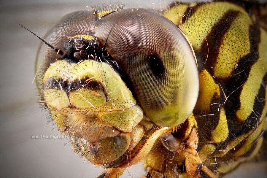 Yang suka foto-foto MACRO masup ! Share karya temen ane gan . ga akan nyesel ! 