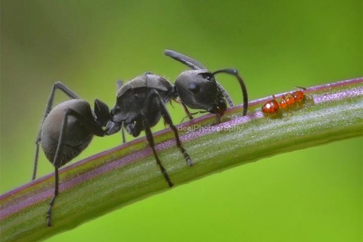 Yang suka foto-foto MACRO masup ! Share karya temen ane gan . ga akan nyesel ! 